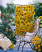 Sunflower carpet as a visual screen