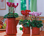 Cyclamen persicum (Cyclamen)