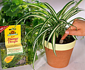 Chlorophytum comosum (Grünlilie düngen mit Düngedrops)