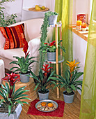 Guzmania (Bromeliads), Vriesea (Flaming Sword)