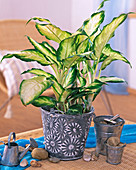 Dieffenbachia 'Camilla'