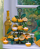 Metalltagere: Citrus limon (Zitronen), Laurus nobilis (Lorbeer)