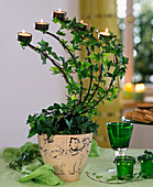 Hedera helix (ivy entwines a 5-branched tea light holder)