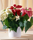 Euphorbia pulcherrima (Poinsettia)