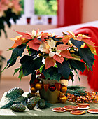 Euphorbia pulcherrima 'Fantasiestern' / Weihnachtsstern orange gefärbt, Citrus