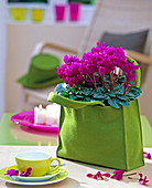 Cyclamen persicum (cyclamen) in a green felt bag