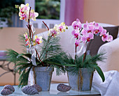 Phalaenopsis (Malay flower), Pinus strobus (silk pine), tin pots, cones