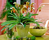 Paphiopedilum hybrid (lady's slipper orchid)