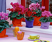 Cyclamen persicum (cyclamen), felt bags as planters