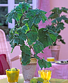 Begonia 'Phyllomanica' (shrub begonia) with cuttings