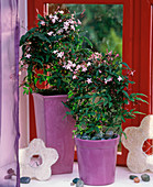 Jasminum polyanthum (indoor jasmine) in lilac pots