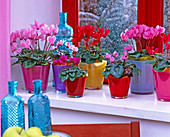 Cyclamen persicum (Cyclamen in coloured glass pots, blue)