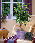 Ficus benjamina 'Exotica' / Gummibaum im flieder-