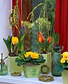 Frühlings-Dekoration mit Tulpen und Primel am Fenster