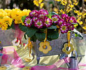 Primula acaulis (spring primrose) in metal sheet jardiniere, wood flowers