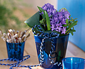 Hyacinthus orientalis (blue hyacinths)