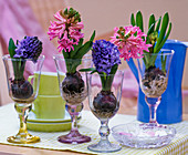 Hyacinthus orientalis (pink and blue hyacinths) in jars