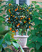 Citrus fortunella (kumquat) at the trellis