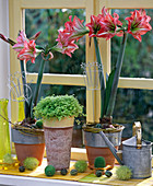 Hippeastrum (Amaryllis), Soleirolia soleirolii (Bubicopf)