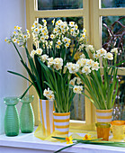 Narcissus 'Ziva' und' Bridal Crown' (Narzissen) am Fenster