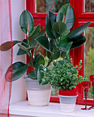 Ficus elastica 'Decora', Ficus pumila 'Sunny', Ficus exotica'Barok'