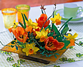 Tulipa 'Monarch' (Tulpen), Narcissus' Jetfire' (Narzissen)