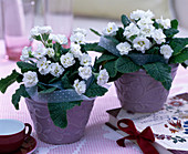 Primula acaulis 'Double White' (double spring primrose)