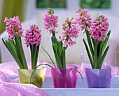 Hyacinthus (pink hyacinths washed out)