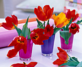 Tulipa 'Red Paradise' and 'Flair' tulips in pink and purple glasses