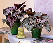 Begonia 'Merry Christmas' and 'Happy New Year' (Rex Begonia)