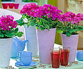 Primula malacoides / Fliederprimeln in pastellfarbenen Vasen