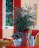 Dizygotheca elegantissima / Fiederaralie, Begonia 'Kiwi' / Rex -Be-