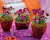 Viola cornuta 'Valentine' (Hornveilchen in roten Glastöpfen)