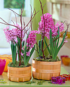 Hyacinthus orientalis (pink hyacinth) in orange spurge baskets