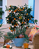 Fortunella japonica / Kumquat, Rosmarinus officinalis / Rosmarin