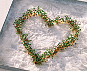 Cress heart on tin (4/4)