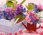 Hyacinthus / Hyazinthen, Muscari / Traubenhyazinthen, Erysimum