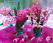 Hyacinthus orientalis (hyacinth) rose and pink in glasses