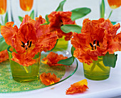 Tulipa 'Parrot' orange (Papageitulpen) in kleinen Gläsern