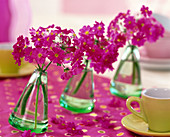 Primula malacoides (lilac primrose) in swinging vases