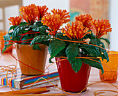 Scutellaria costaricana (helmet weed in glass pots (red and orange))