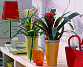 Guzmania weiß und rot (Guzmanien) in hohen Töpfen