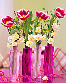 Tulipa (Tulpen), Narcissus 'Bridal Crown' (Narzisse), Euphorbia