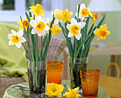 Narcissus (Narzissen) mit verschiedenen Blütenformen gemischt