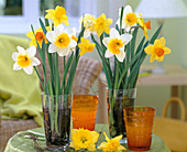 Narcissus (Narcissus) mixed with different flower shapes