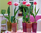 Tulipa 'Wirosa' (rot weiß gefüllt) u.' Crispa' (Tulpen)