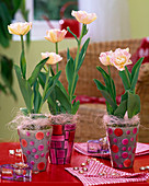 Tulipa 'Creme Upstar' (Tulips) in mosaic pots