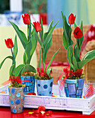 Tulipa (red tulips in mosaic pots)