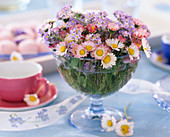 Myosotis (forget-me-not), bellis (daisies), sundaes