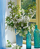 Prunus / Zweige von Traubenkirsche und Kirsche in blauer Vase